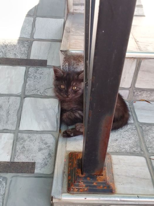 отдам даром котенка в добрые руки