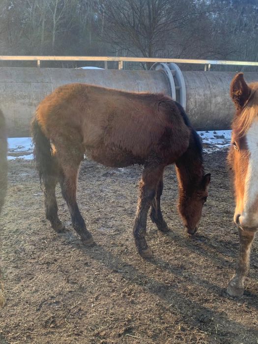 Жеребята на продажу