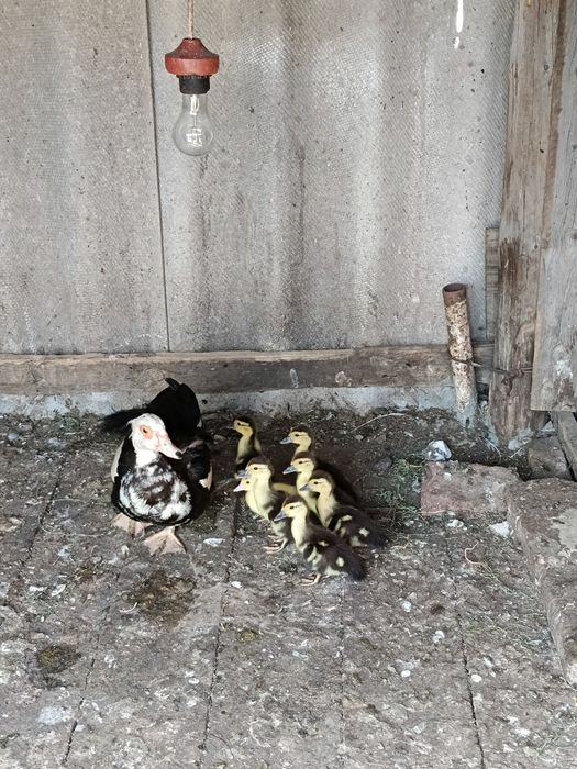 Продам индо утку с утятами
