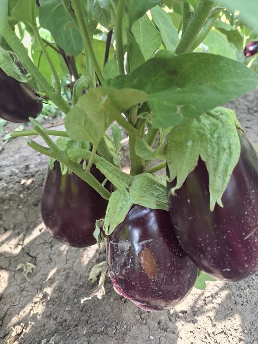 Продам дачные баклажаны и кабачки.