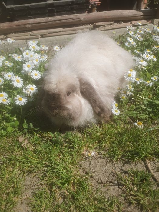Berbec pitic cu păr lung (fuzzy lop)