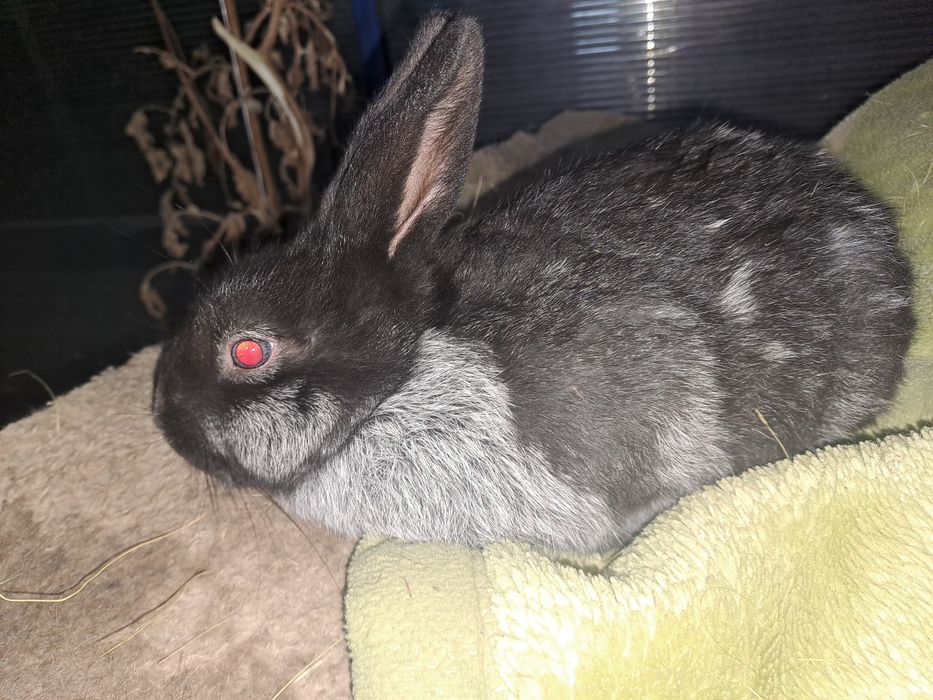 Полтавское серебро