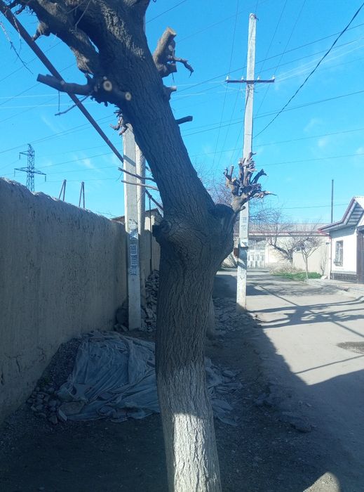 O'tin sotiladi Samarqand shahar