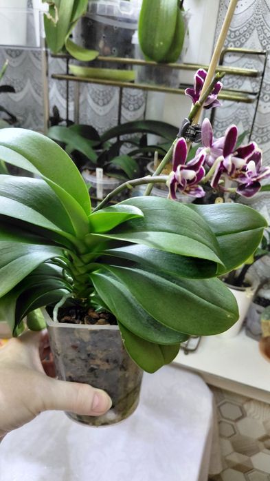 Орхидея NCK NEMO.