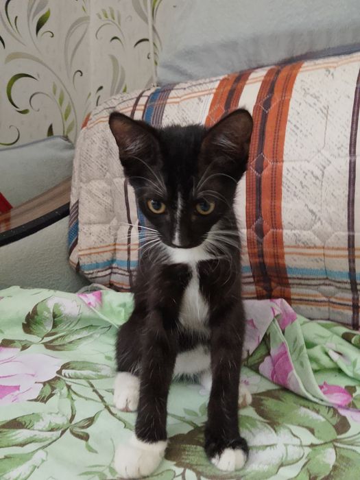 4 котёнка, отдадим  в добрые руки.