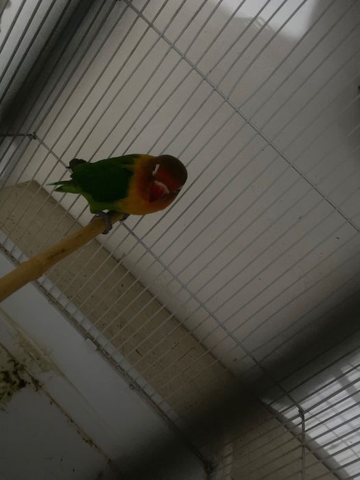 Vând o Nimfă și un Amorez, sănătoși și bine îngrijiți. Se vând împreună sau separat.  Pentru mai multe detalii, contactați-mă în privat.