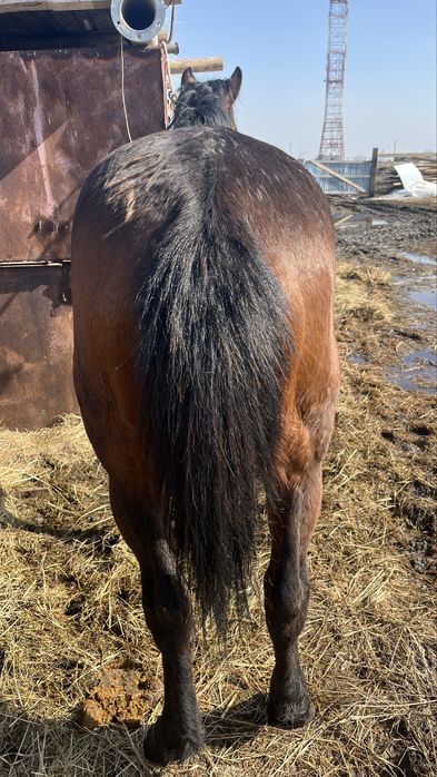 Айғыр сатылады , Продам жеребца