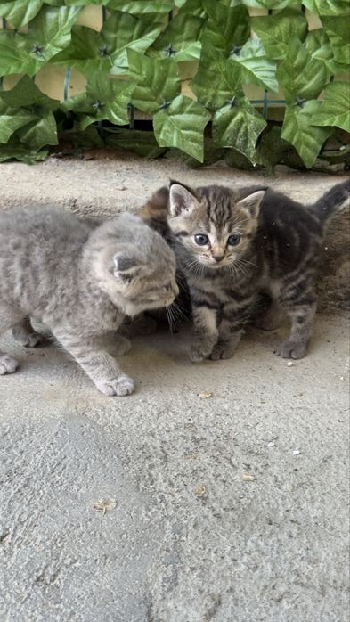 Продам котят мама вислоухая