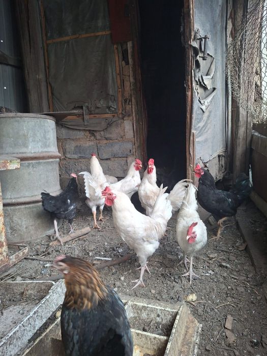 Продам Молодые петухи