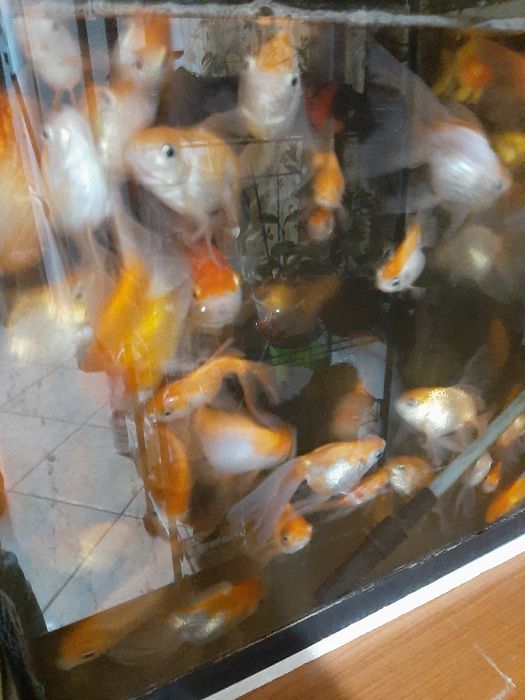 Vând pești de acvariu