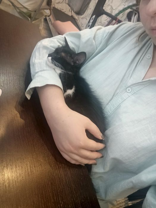 Пристраивается очень ласковая котёнок девочка