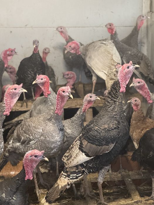 Curci de casă – crescute natural | Vii sau tăiate la cerere