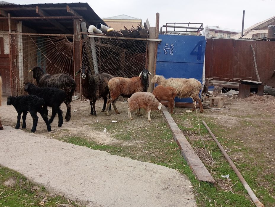 Қозы Қой , баран