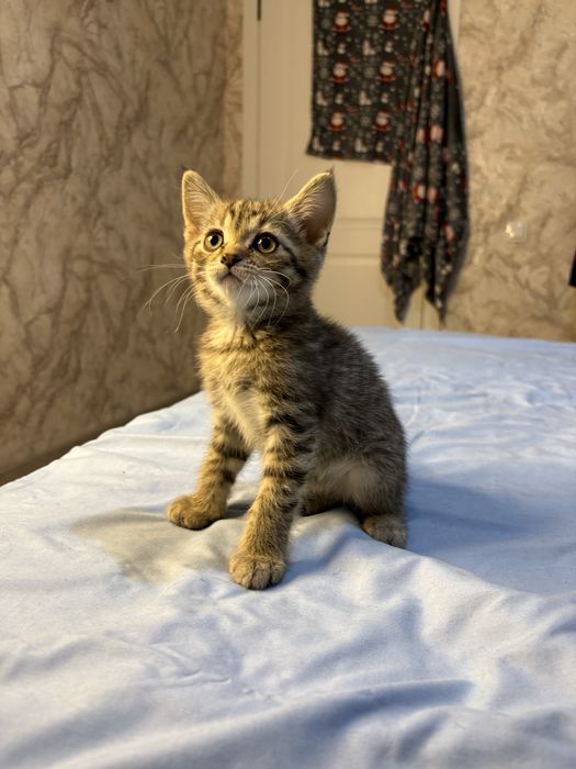 Котята британцы 2 мальчика