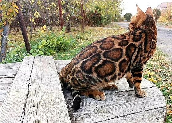 " Леопардовая Роскошь" . Бенгальские!