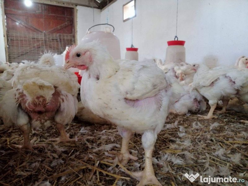 pui alb si pui rasa mixta