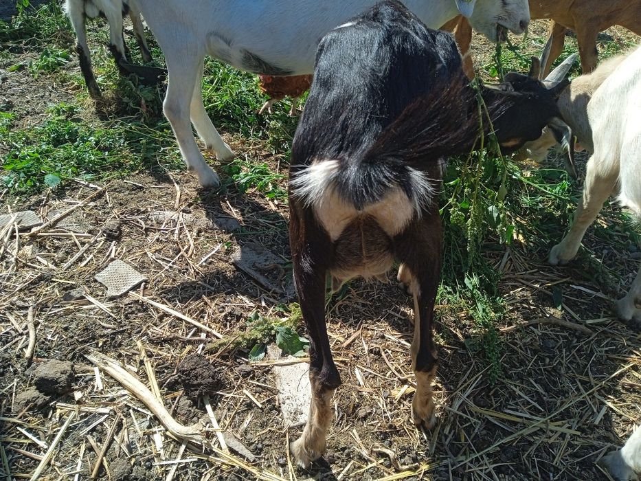 Сутти ешкилер сатам