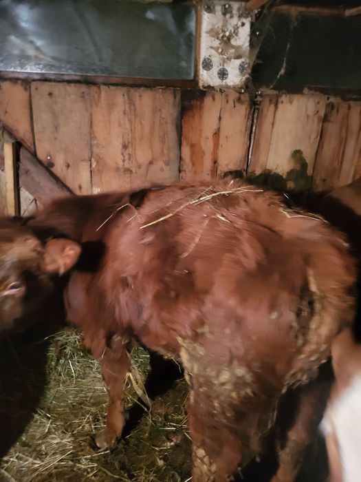 Tauras angus in jur de 200 kg