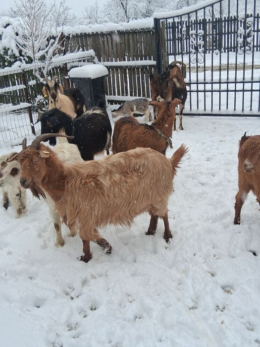 Vînd 10 capre tinere