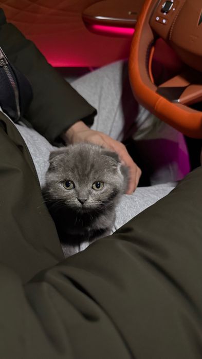Продаётся котёнок шотландская вислоухая Scottish Fold девочка