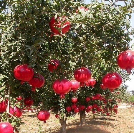 Pomi exotici : Rodiu aclimatizat