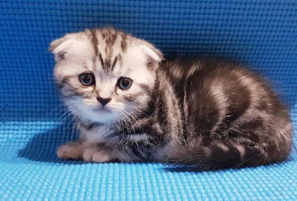Вислоухие Шотландские котята