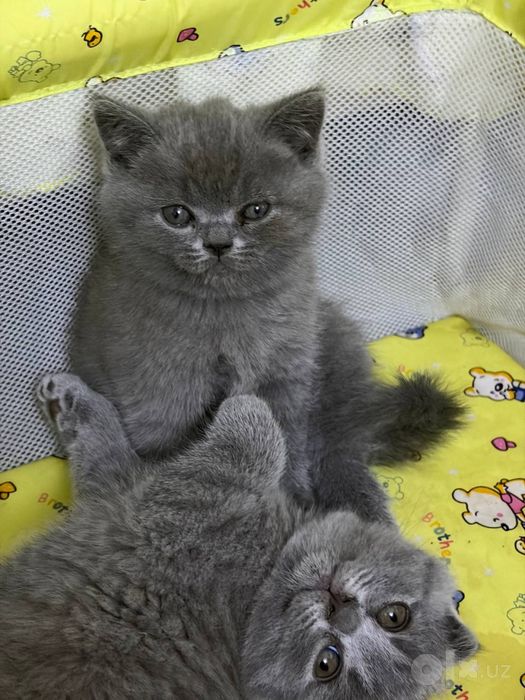 Котята.