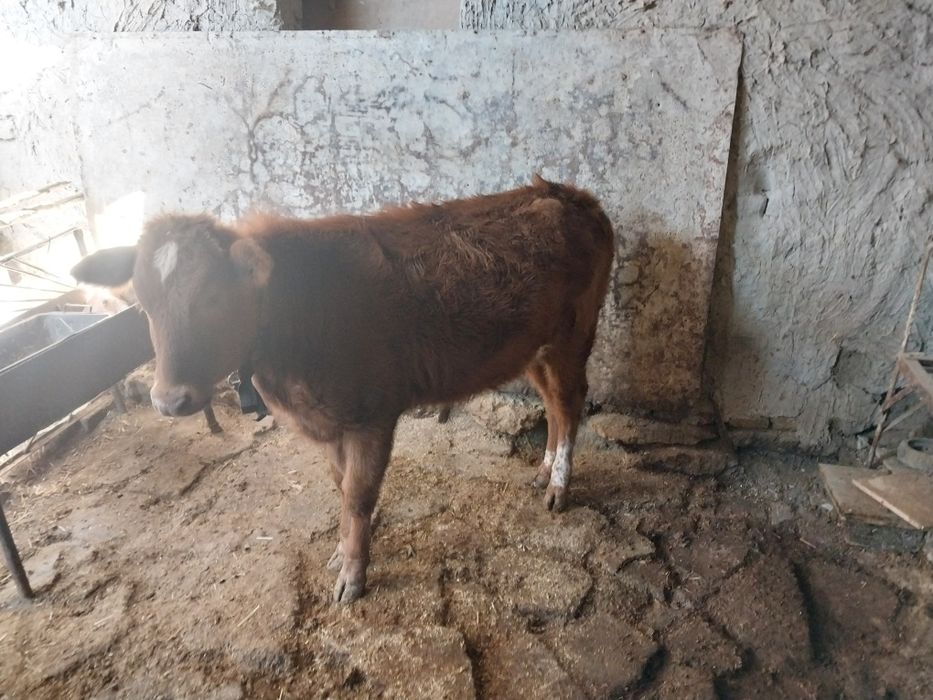 Гуножин сотилади сог'лом