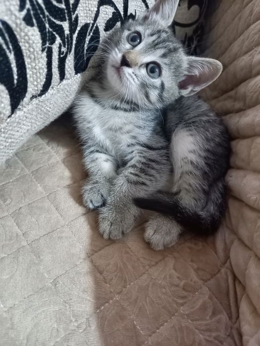 Отдам в добрые руки  три девочки