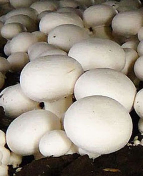 Мицелий шампиньонов