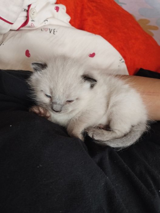 Сиямский котёнок