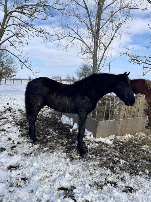 Mânz Barok Friz 10 luni