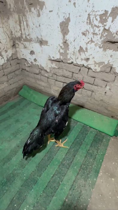 Коравой сотилади май жужаси