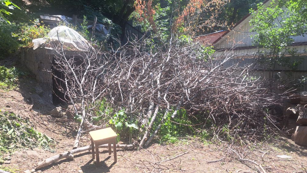 Ағаш жынысы