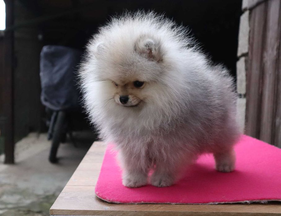 Миниатюрно момиченце померан с родословие FCI