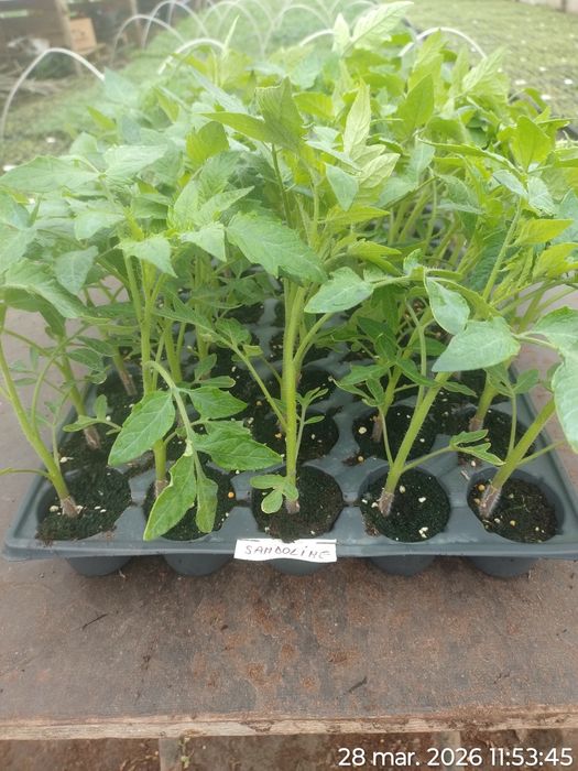 Rasad de roșii Sandoline Rila si alte hibrizi