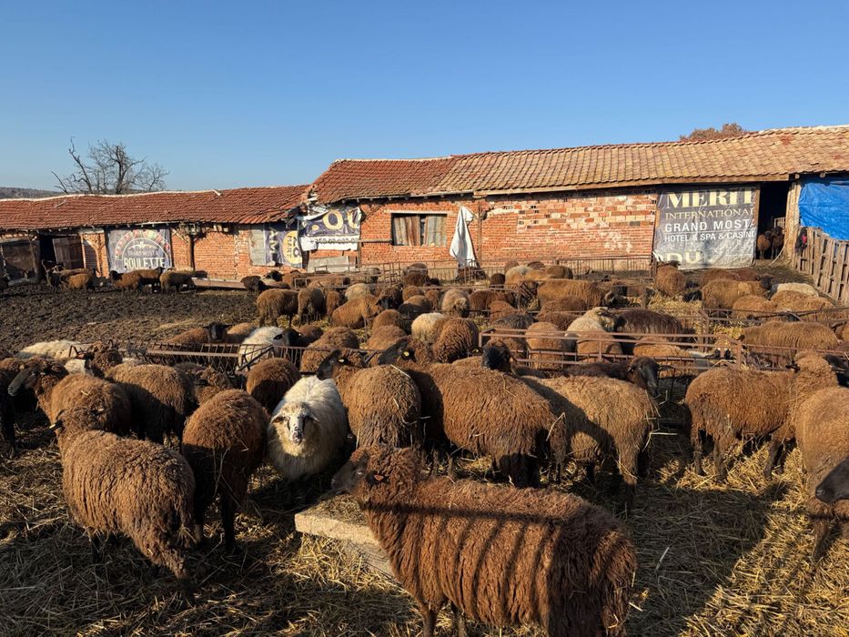 200 броя овце карнобатска местна порода