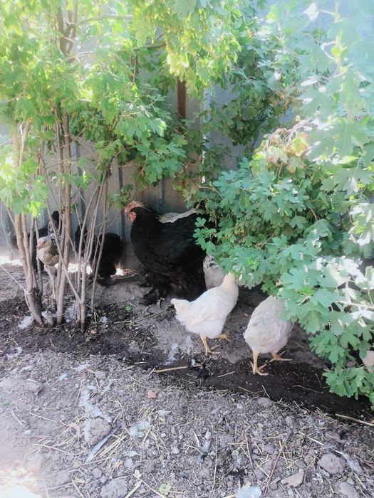Продам дамашних курей брама