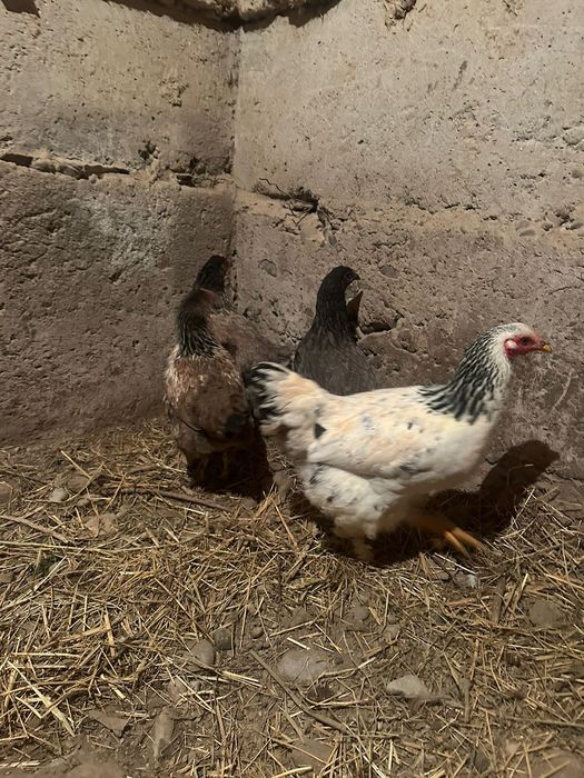 Тауыктар сатылады