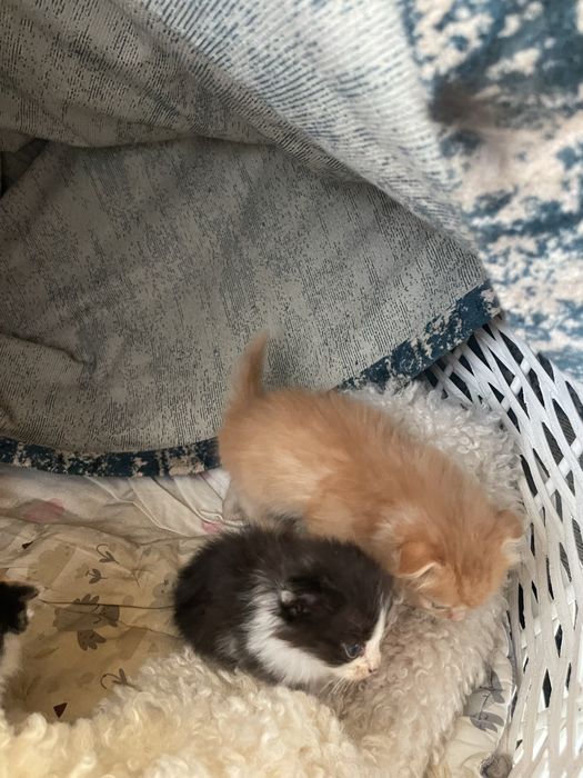 Котята вислоухие