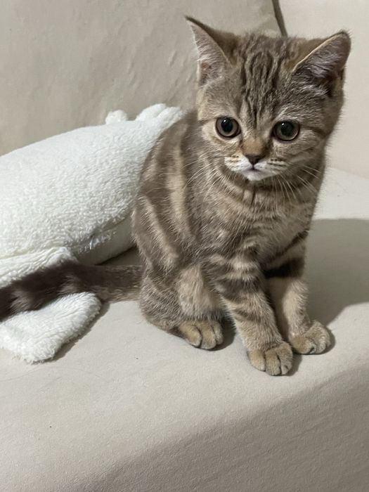 котенок шотландской породы девочка