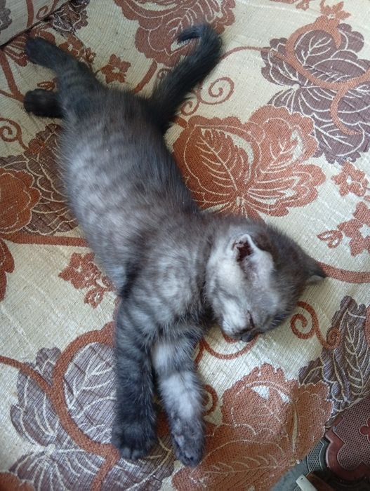 Шотландские вислоушки!!!