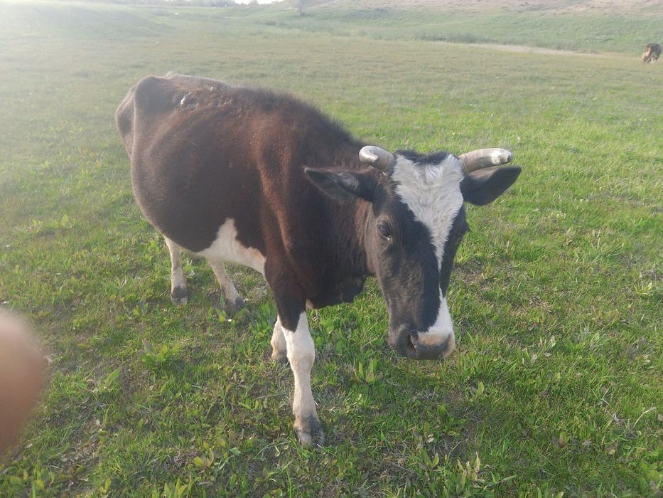 Продам корову 450 000 окончательно