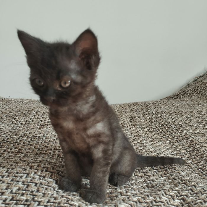 Котёнок девочка отдадим в хорошие руки