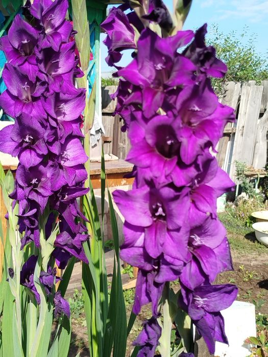 Продам луковицы гладиолусы