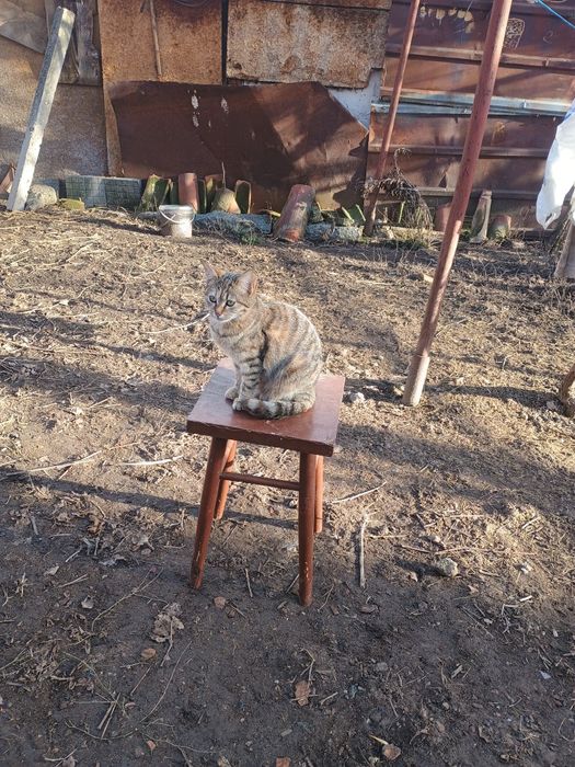 Подарявам женско коте