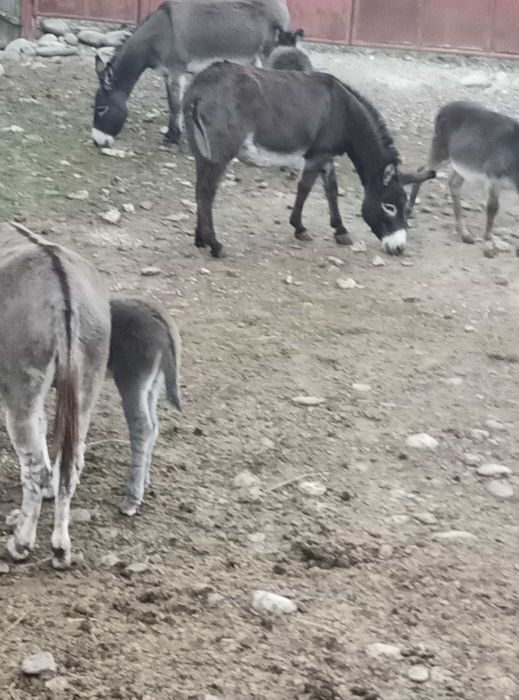 Magarite cu pui, pentru lapte