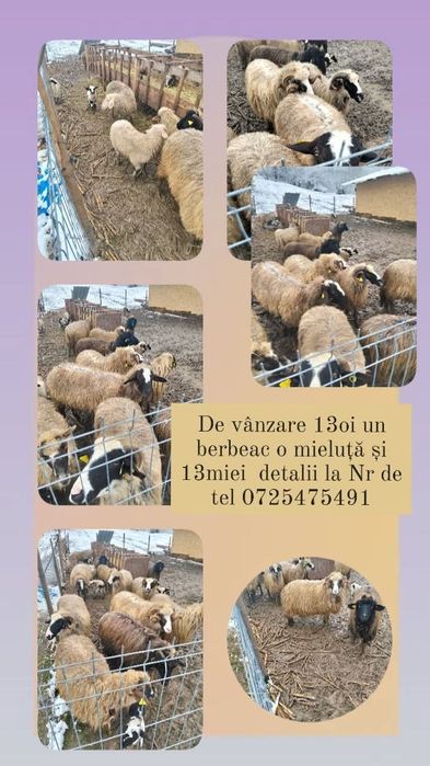 Oi de vânzare                            .