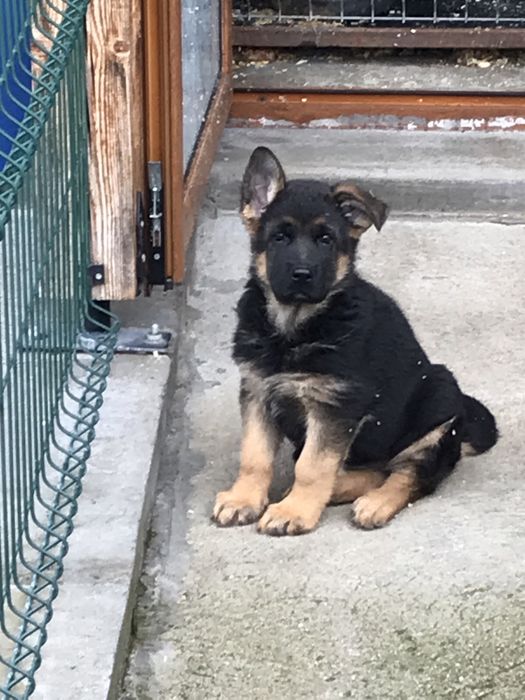 Родословни Немски Овчарки