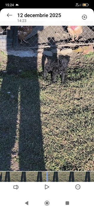 Căței de întors rasa MUDI